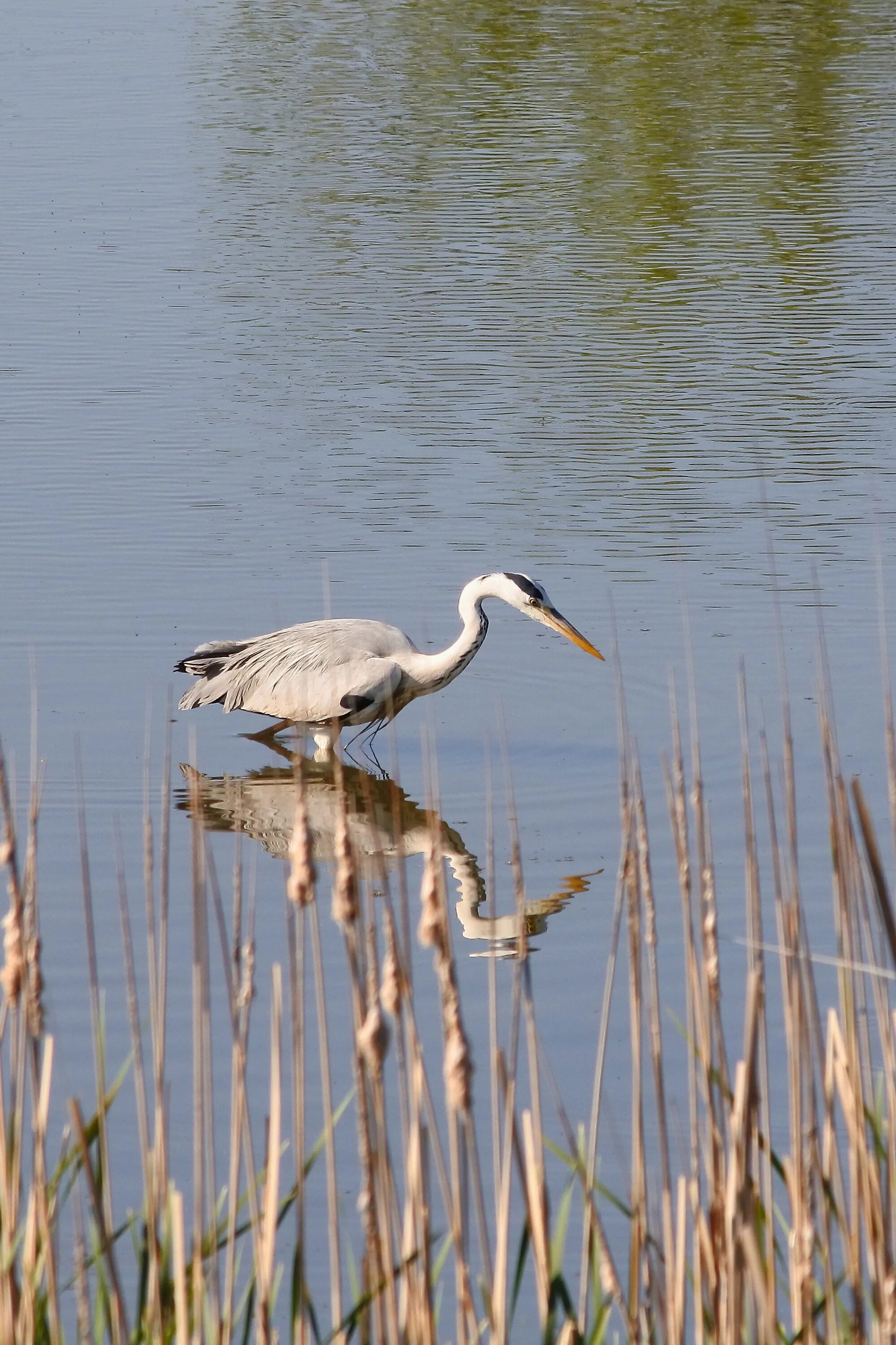 Картинки животные реки Bird River Waterside free image download