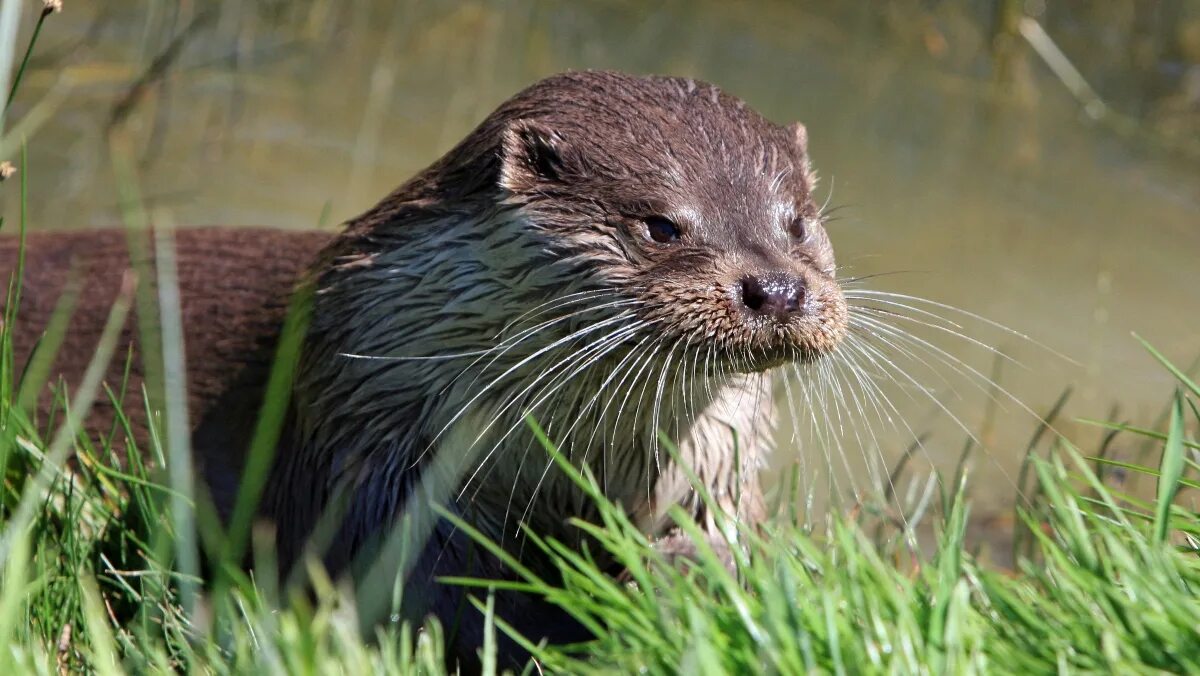 Картинки животные реки Here’s How Sea Otters Keep Their Tiny Bodies Warm