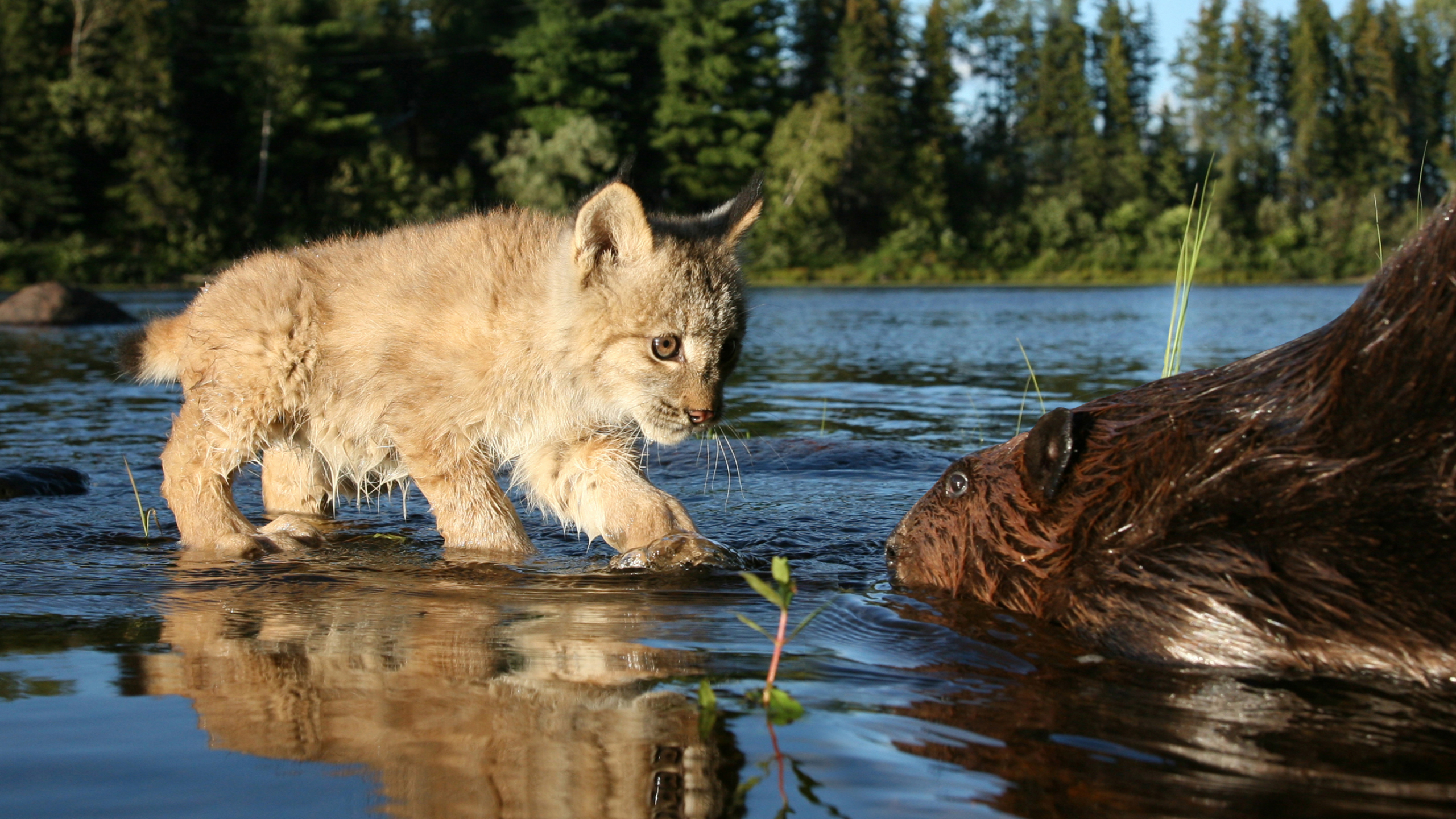 Картинки животные реки Wallpaper Brown and Black Cat on Water During Daytime, Background - Download Fre