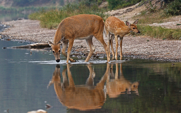 Картинки животные реки Download wallpapers deer, wildlife, autumn, lake, forest inhabitants, white-tail