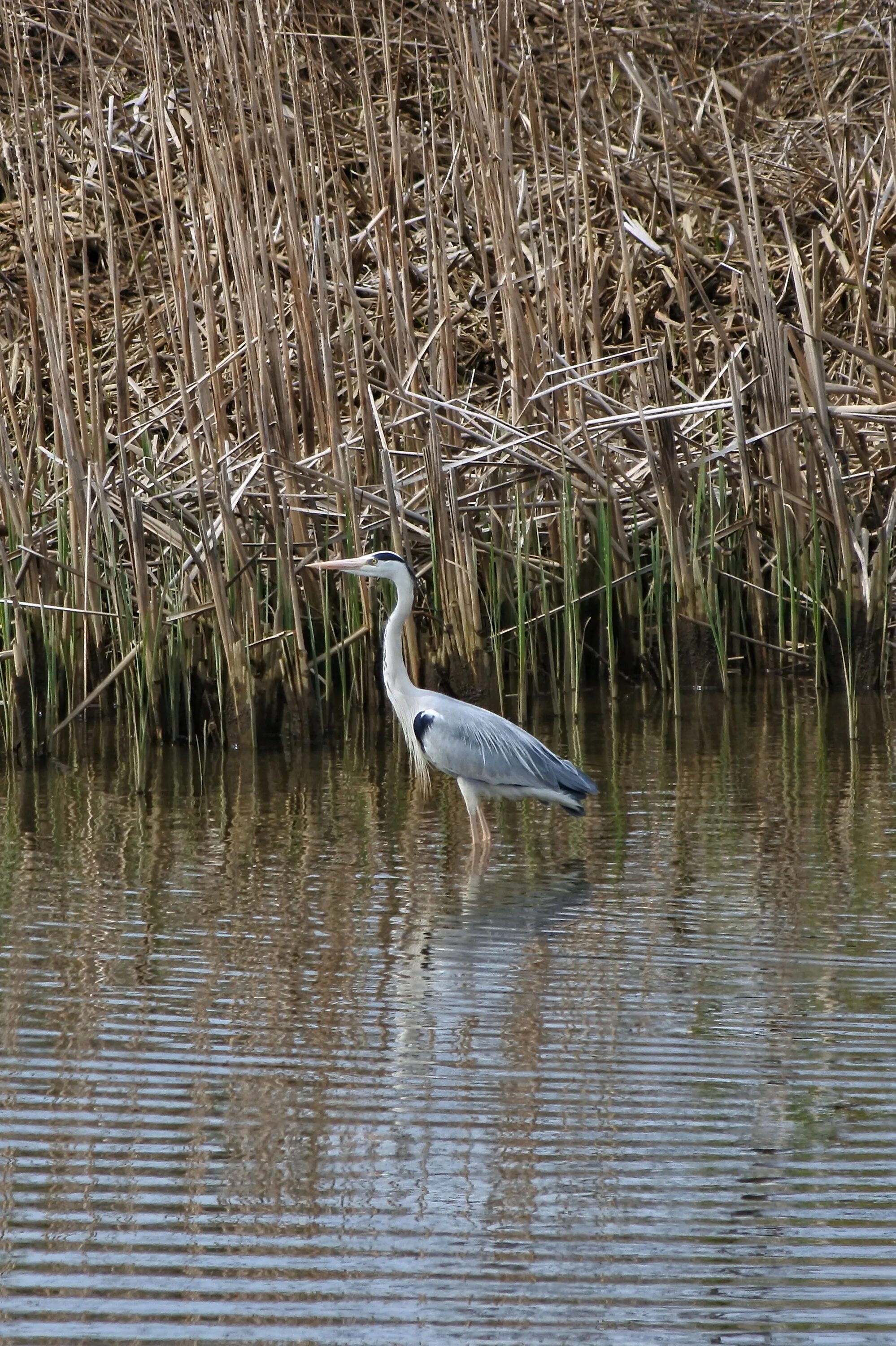 Картинки животные реки Grey heron at cane thickets free image download