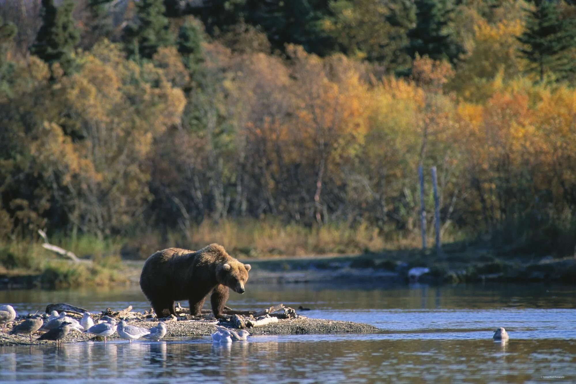 Картинки животные реки Животные Медведь Обои Brown bear, Alaska wildlife, Bear