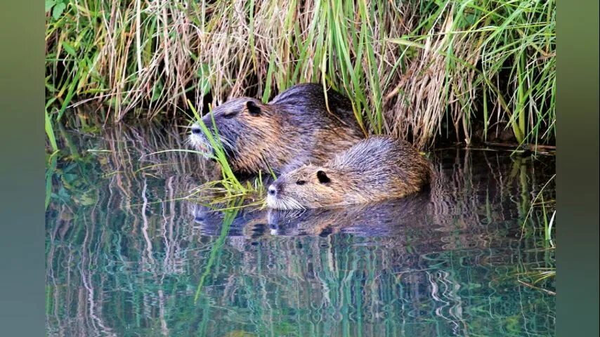 Картинки животные реки U.S. House passes bill to help eradicate nutria from Louisiana swamps