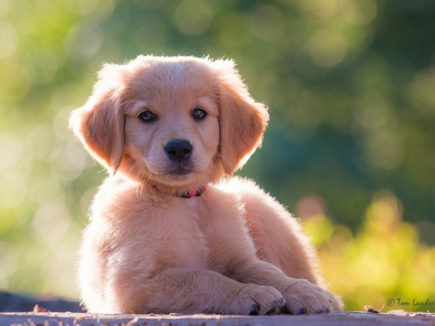 Картинки животные собаки Download wallpaper look, dog, puppy, Golden Retriever, Golden Retriever, section