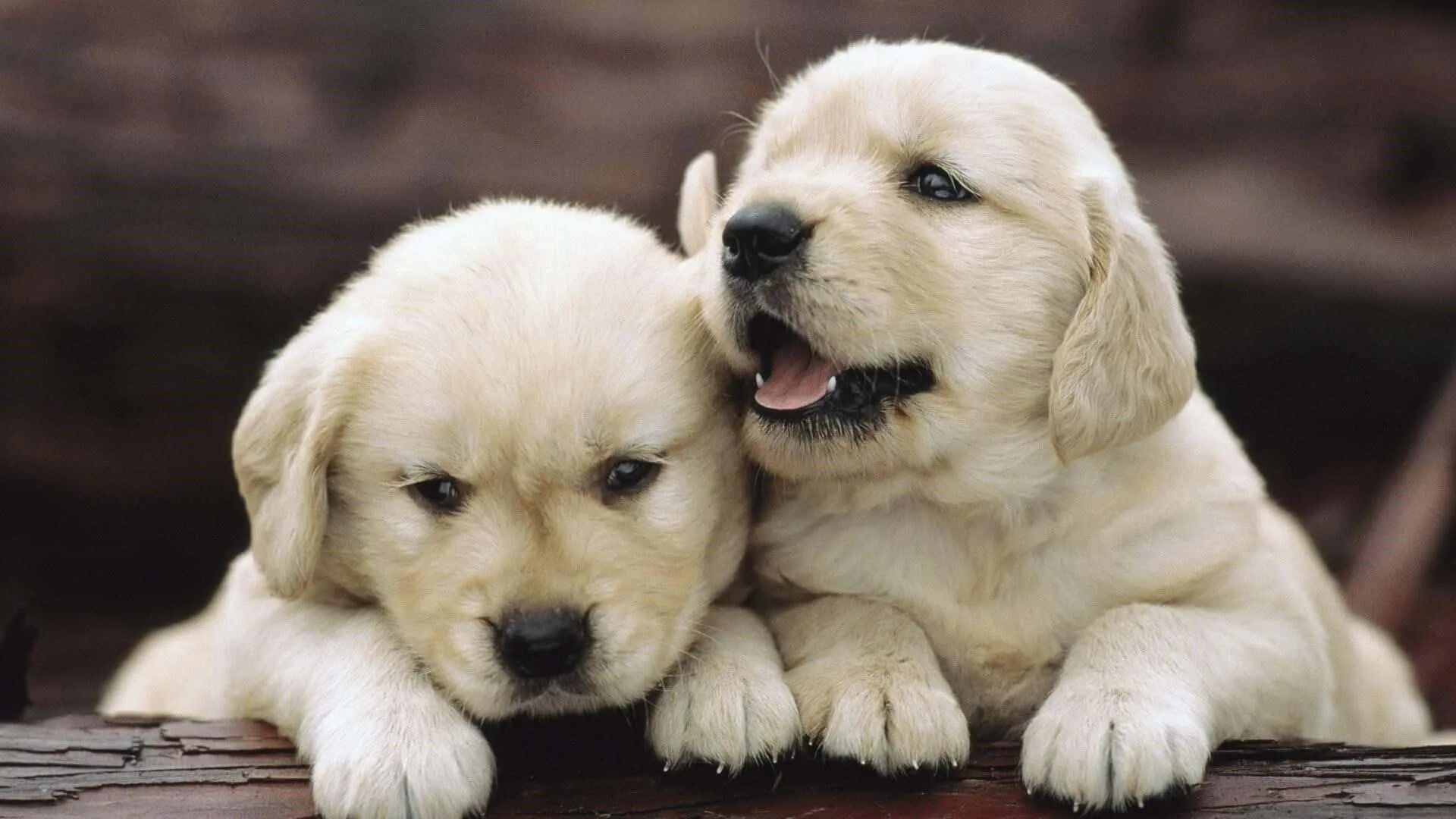 Картинки животные собаки Download Beautiful Golden Puppy Dog Picture Wallpapers.com