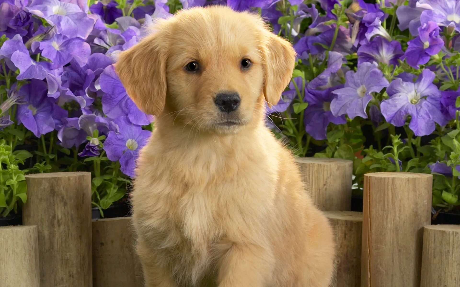 Картинки животные собаки Yellow labrador puppy Desktop wallpapers 1024x1024