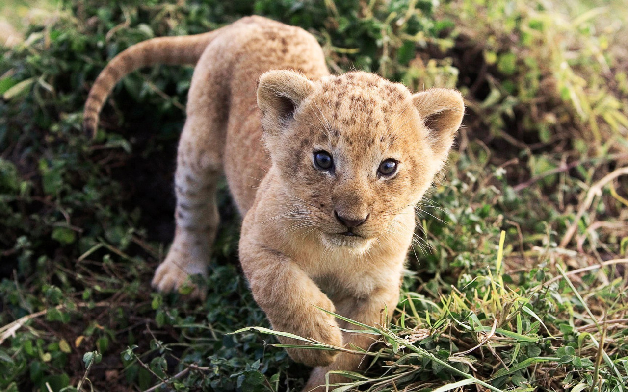 Картинки животных Download wallpaper the world, day, Lion, section animals in resolution 1280x800