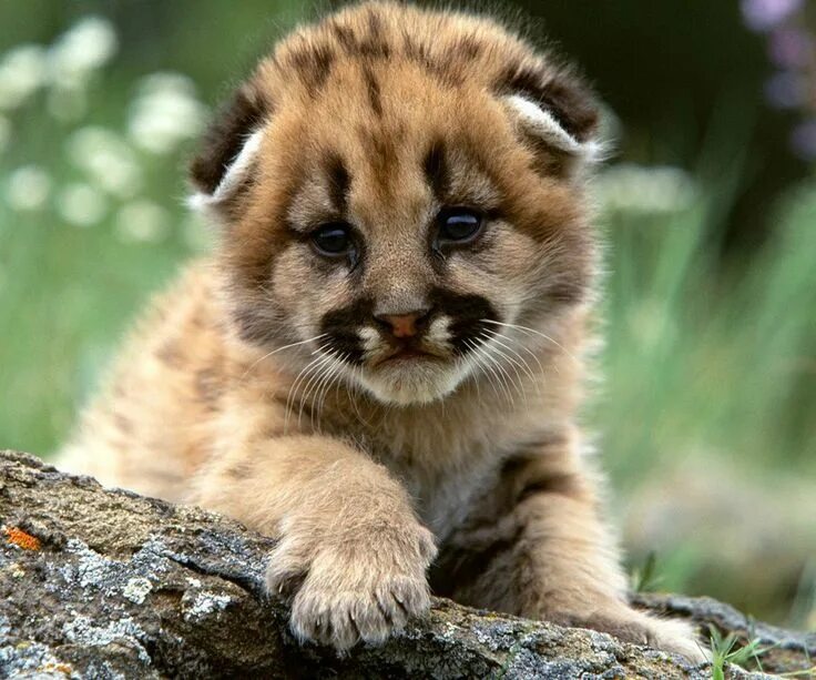 Картинки животных Baby Mountain Lion Cute baby animals, Cute animals, Funny animals