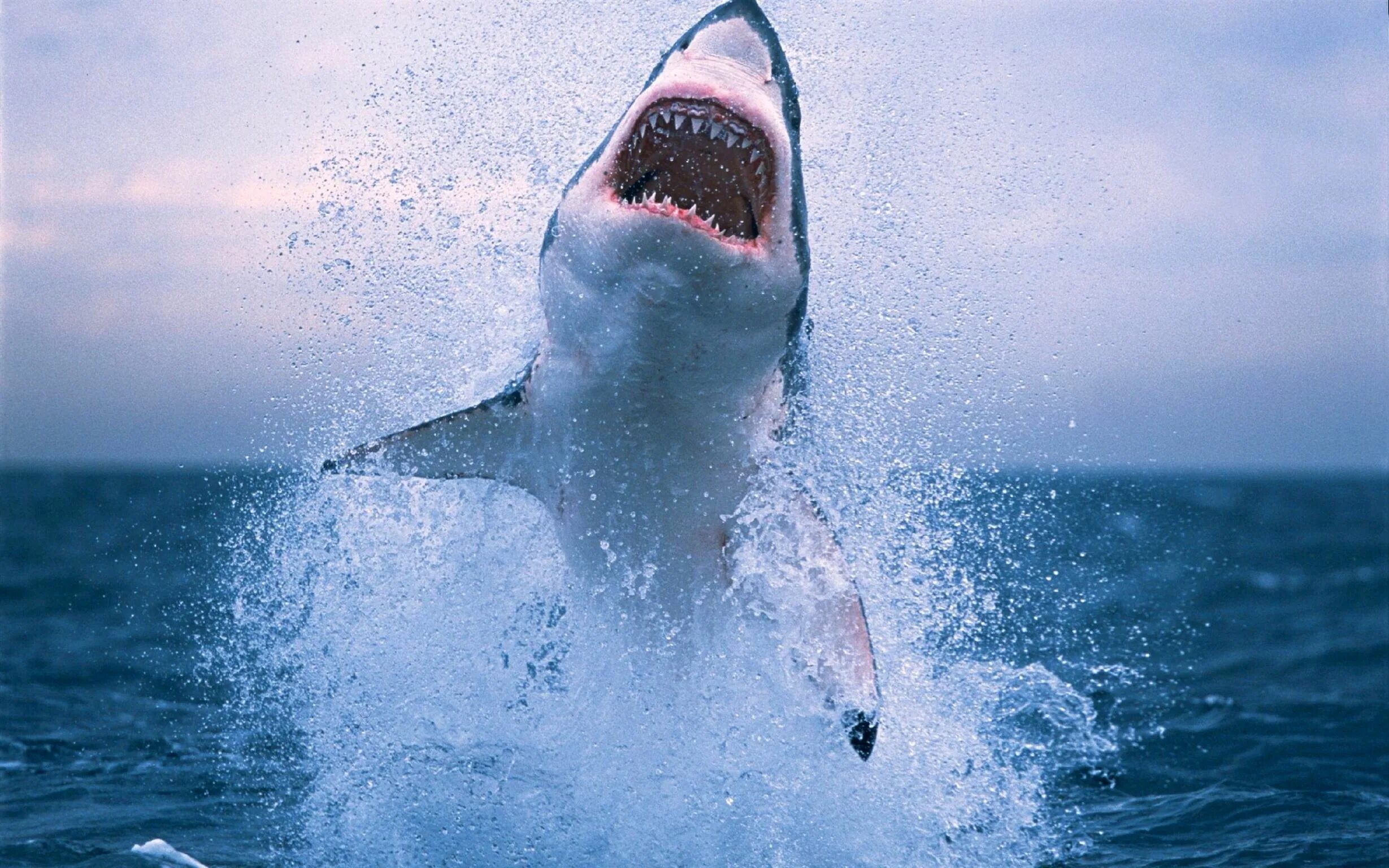 Картинки животных акула Shark coming out of the water Great white shark, White sharks, Deadly animals