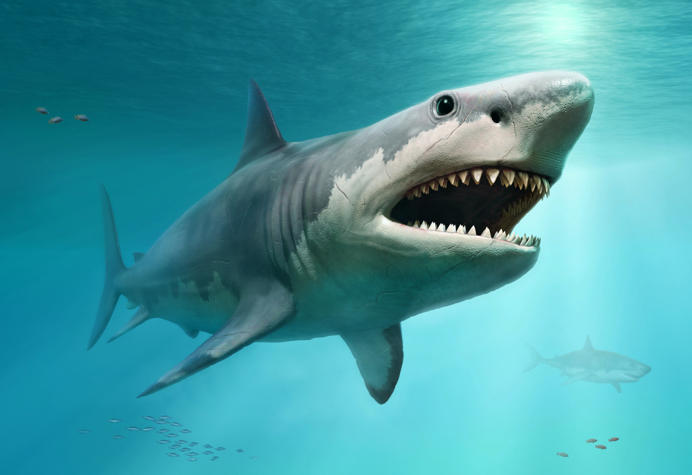 Картинки животных акула Did Great White Sharks Wipe Out the Giant Megalodon?