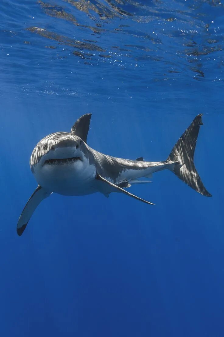 Картинки животных акула Pangeen Shark photos, Shark, Shark pictures