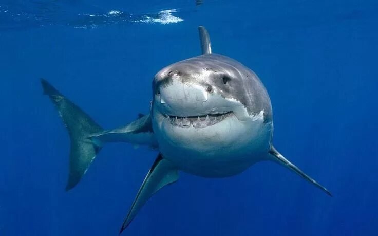 Картинки животных акула The great white shark is arguably the world's largest known extant macropredator