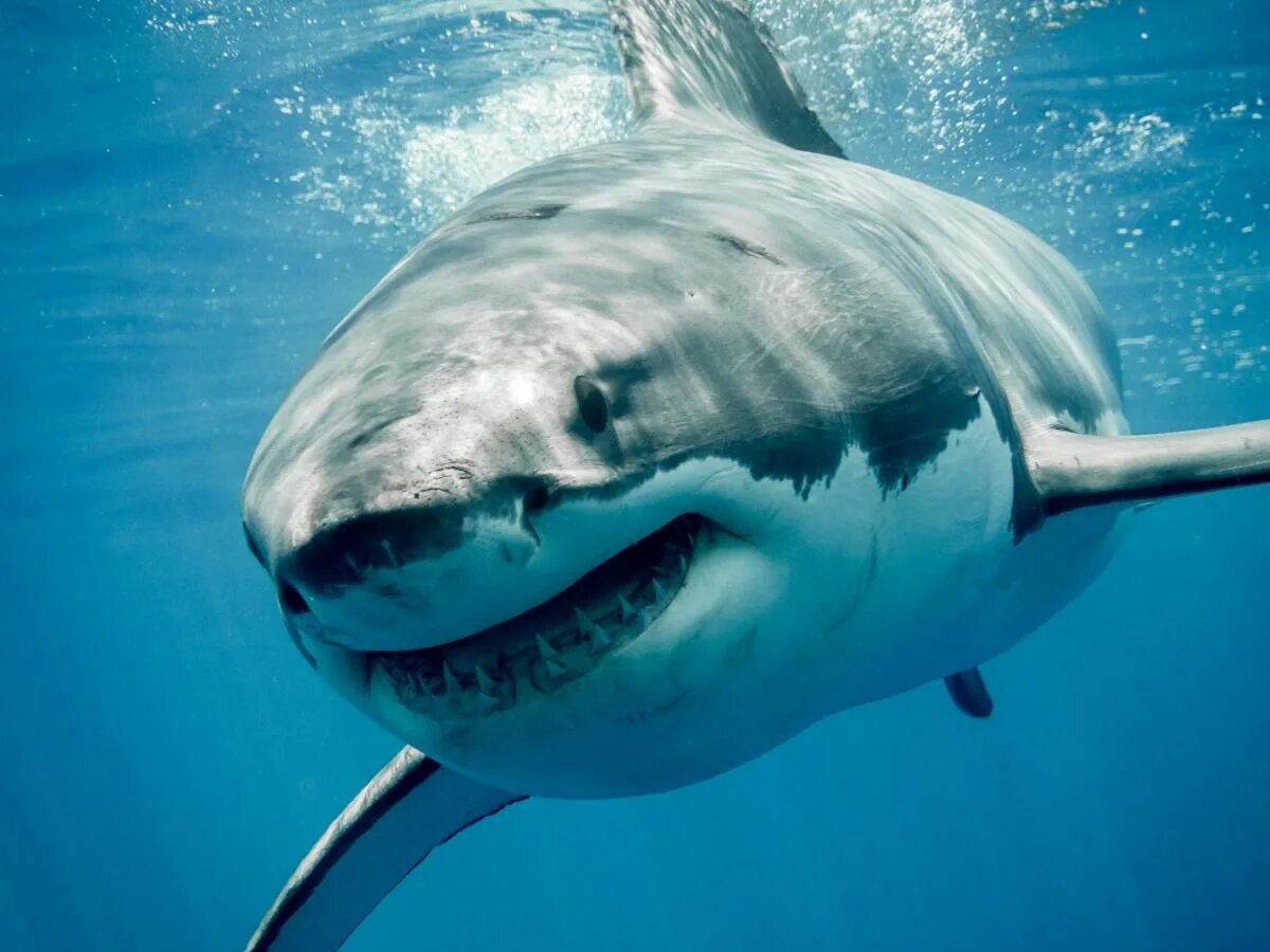 Картинки животных акула Great white shark sightings rise in New England. Why this might be happening.