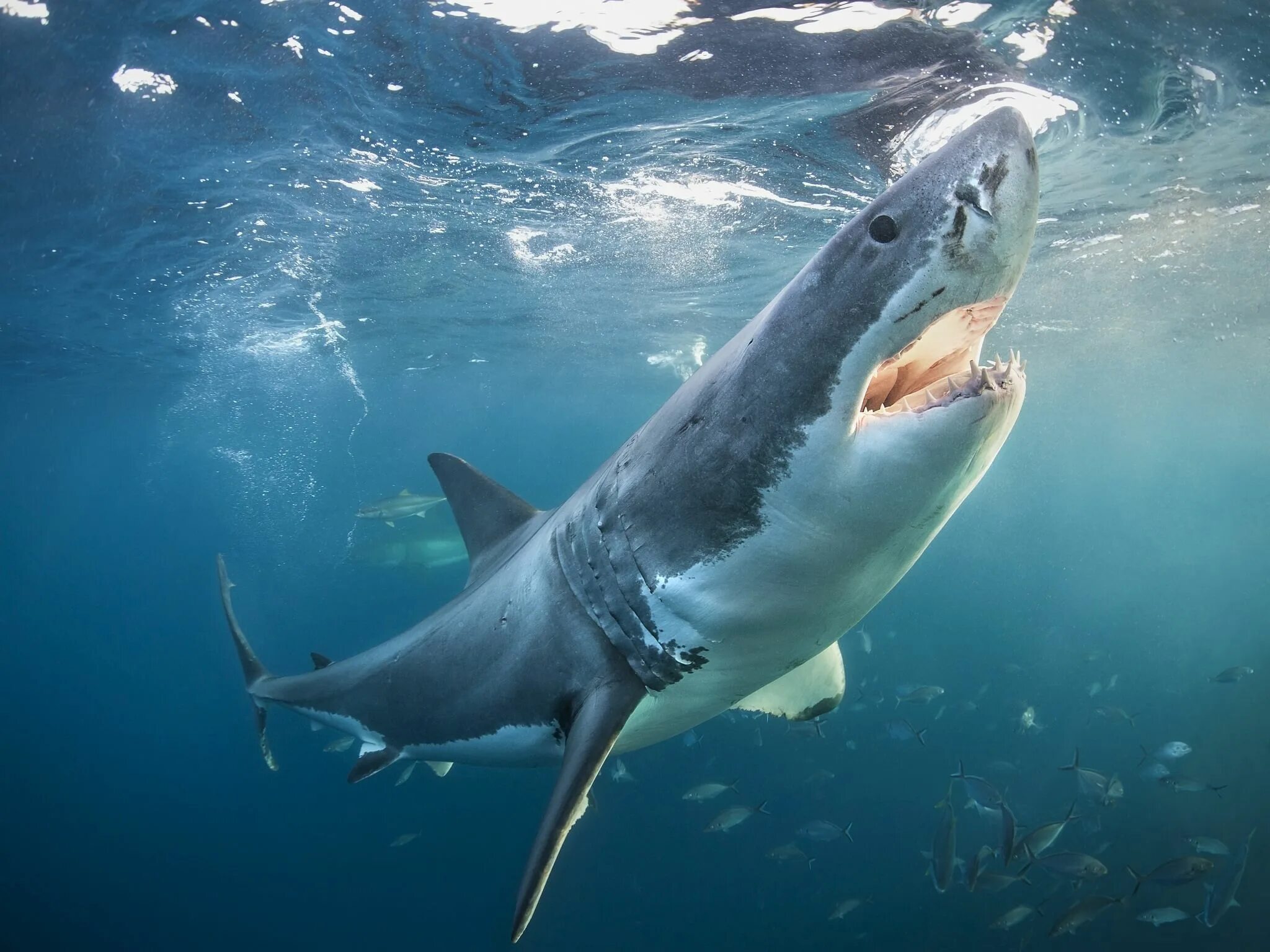 Картинки животных акула Great white shark Great white shark, Shark pictures, Shark