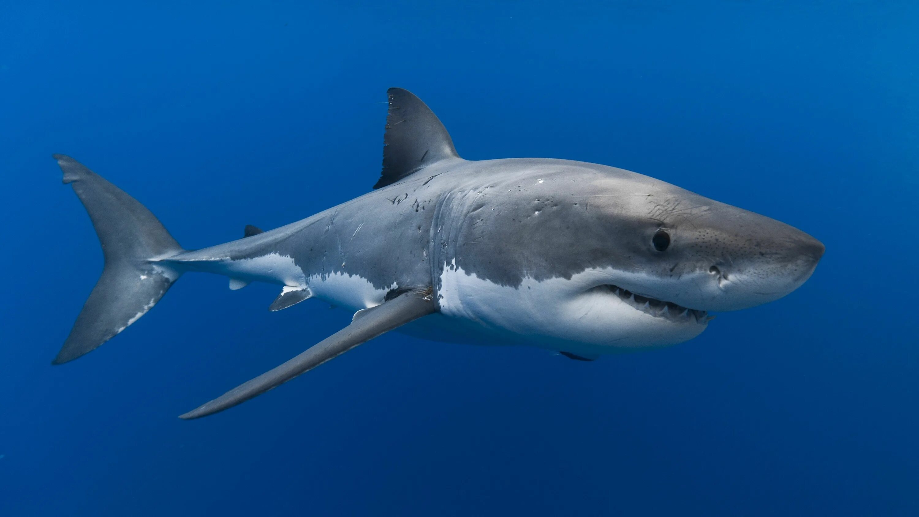 Картинки животных акула 4k download wallpaper (3840x2160) Great white shark, Shark, Dangerous animals
