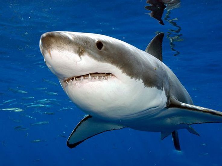 Картинки животных акула Shark Week 2014 Party Gran tiburón blanco, Imágenes de tiburones, Informacion de