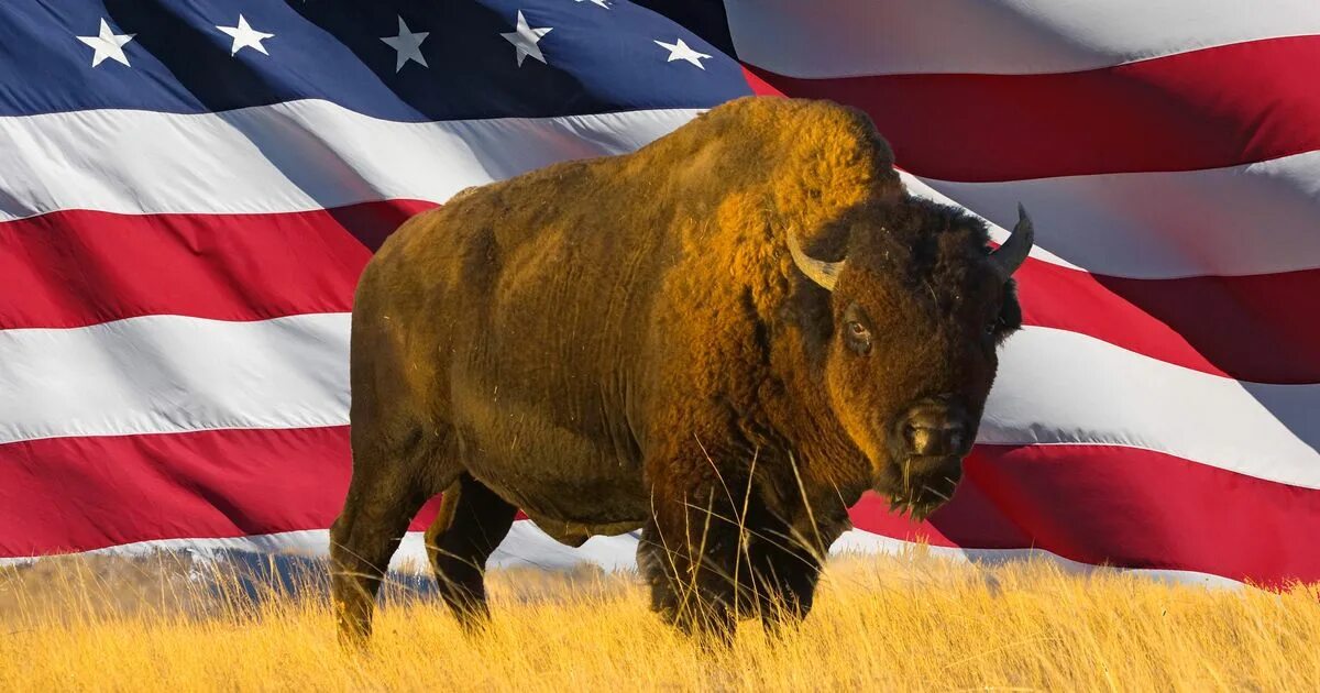 Картинки животных америки Animal Americans Nearly Killed to Extinction Now a National Symbol