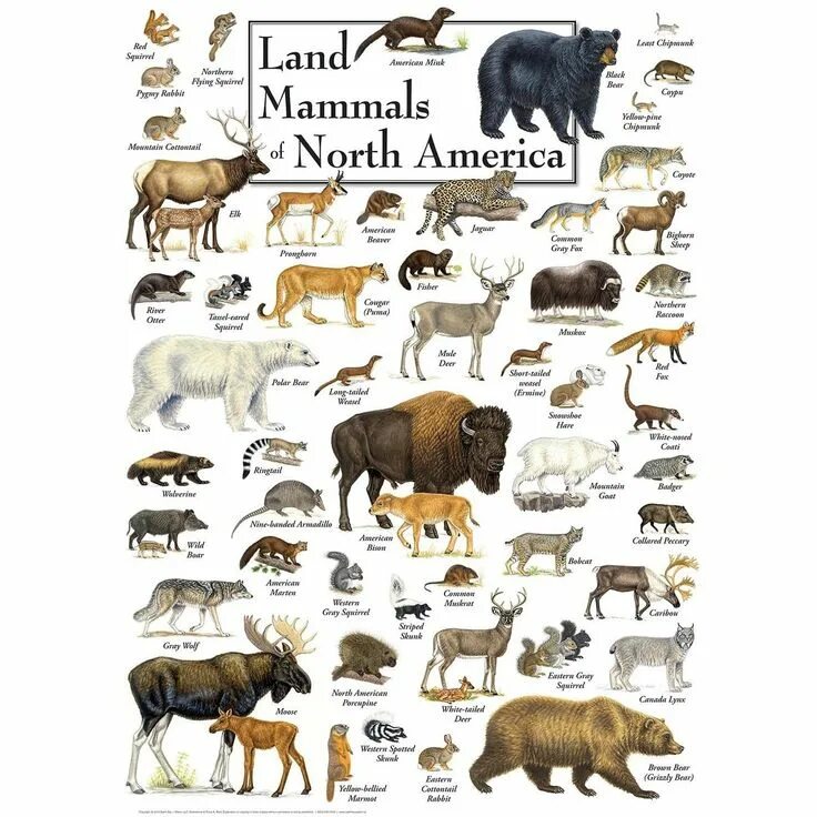 Картинки животных америки MasterPieces Inc Land Mammals of North America 1000 Piece Linen Jigsaw Puzzle In