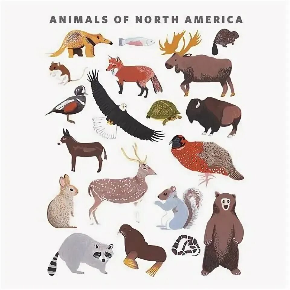 Картинки животных америки Wall Art Canvas wall art, Wall canvas, North american animals