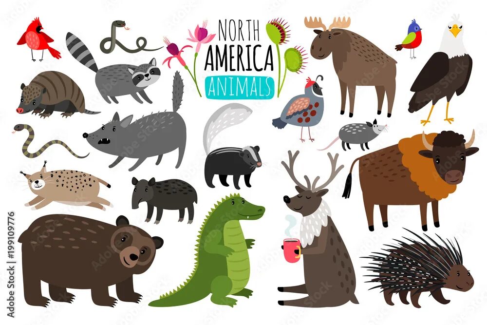 Картинки животных америки North american animals. Animal graphics of North America, american bison and sku