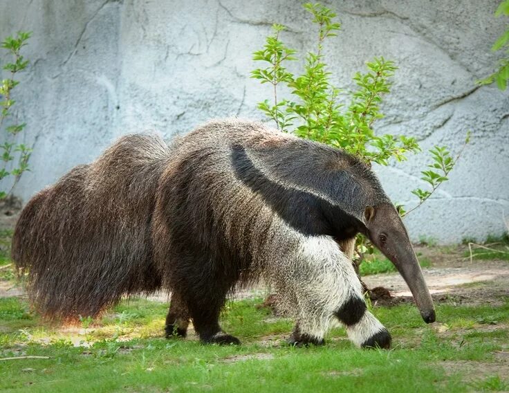 Картинки животных америки The giant anteater has a long nose, a tongue that can be up to 2 feet long and v