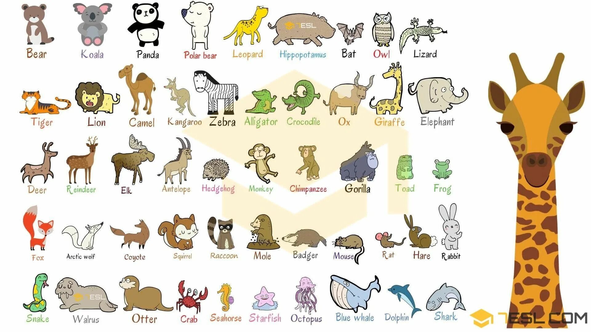 Картинки животных английский язык 2 класс Wild Animals Names List of 100+ Wild Animals in English * 7ESL Binatang buas, Lu