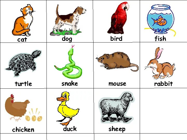 Картинки животных английский язык 2 класс Pet Flash Cards