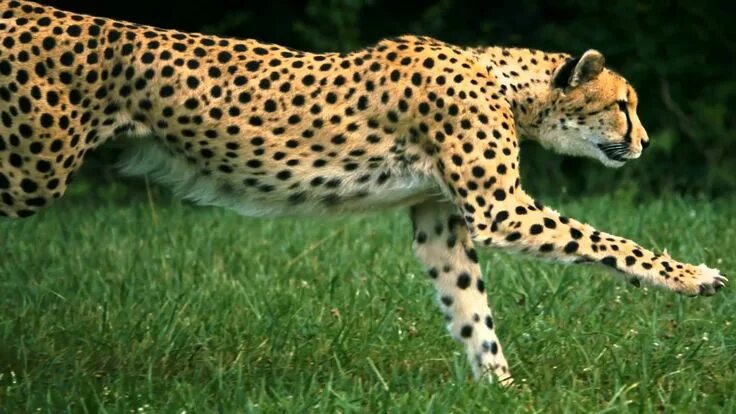 Картинки животных быстро Running Cheetah on High Speed HD Camera Cheetah wallpaper, Cheetah, Cheetahs