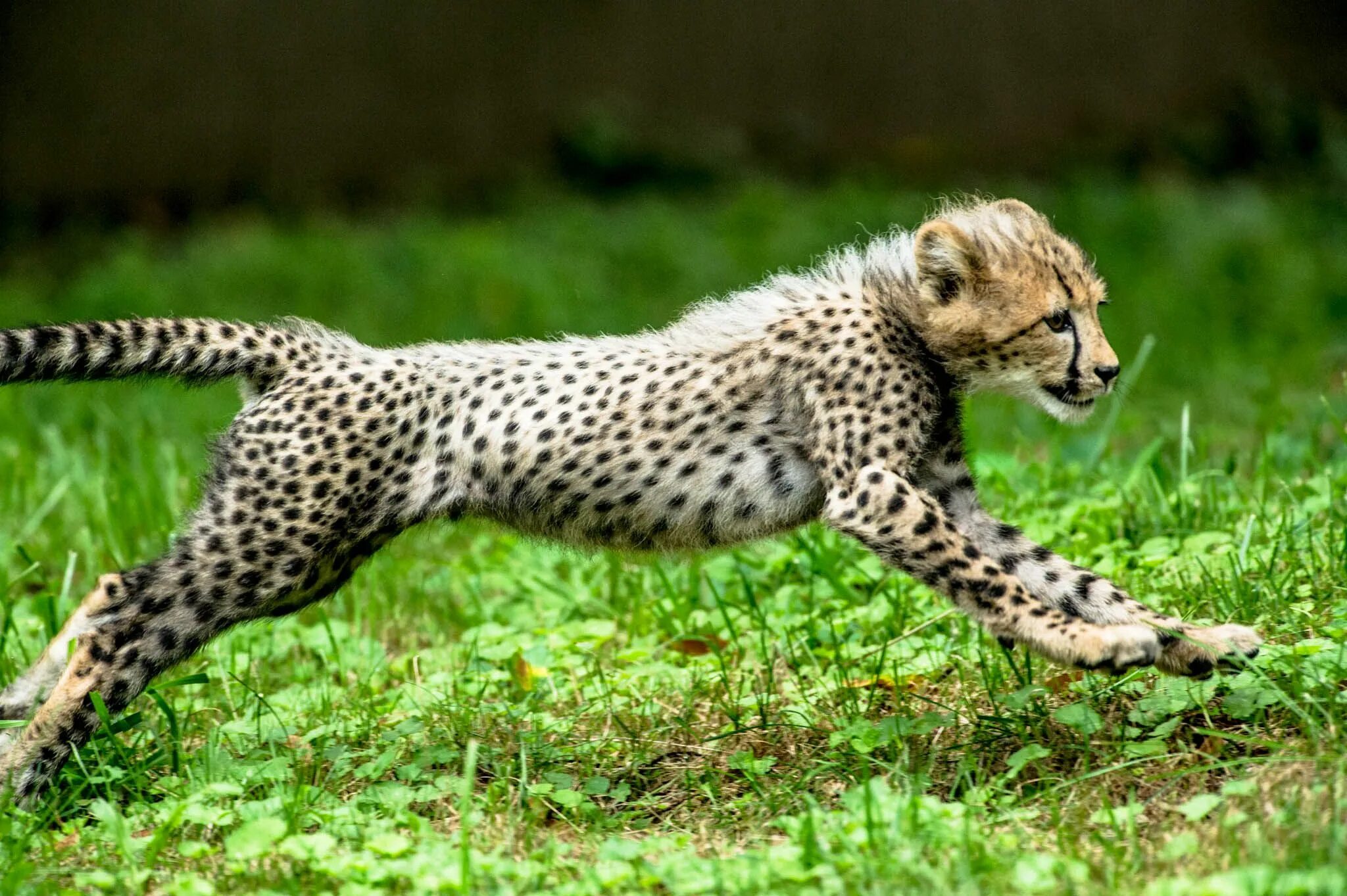 Картинки животных быстро Cheetah Cub sprint Newsdesk Cheetah cubs, Cheetah pictures, Baby cheetahs