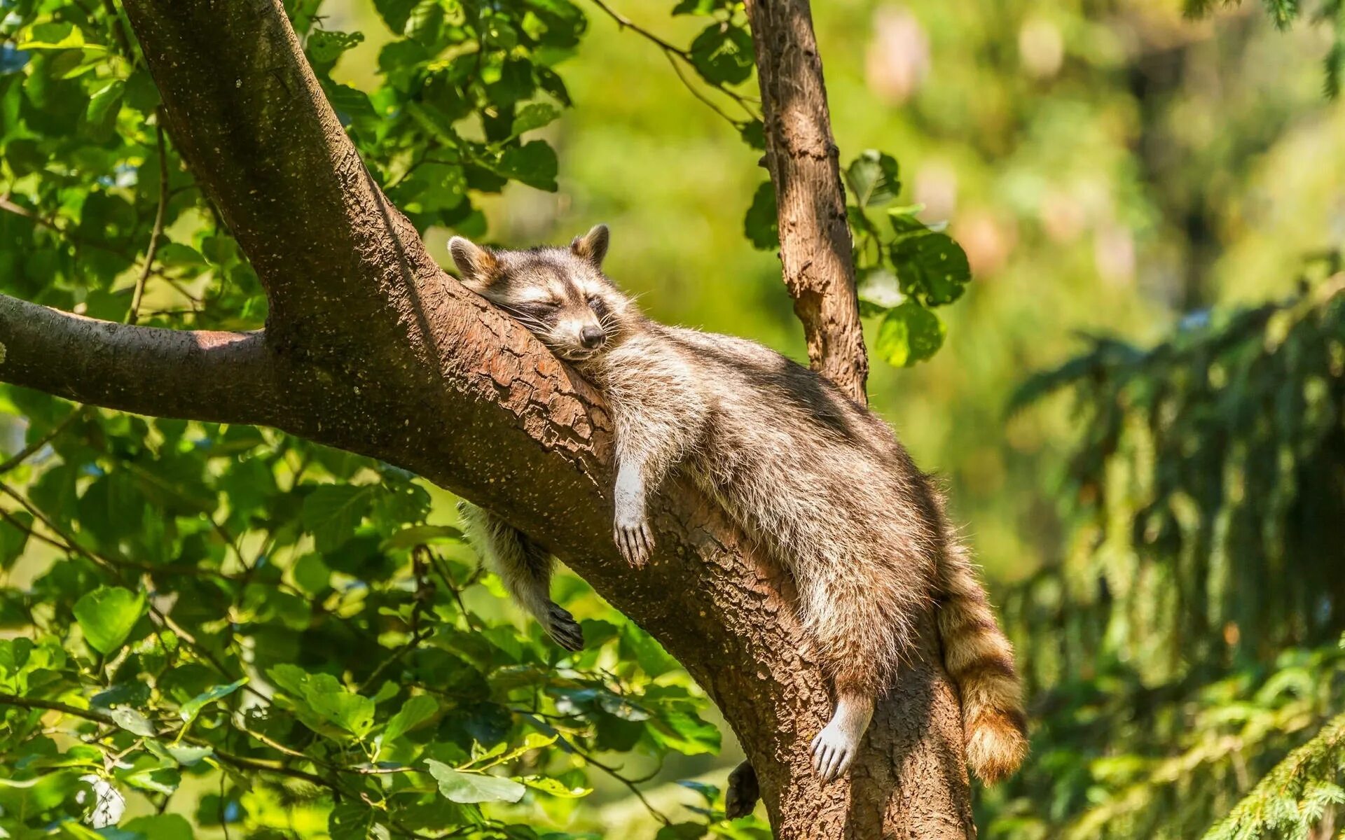 Картинки животных деревьев Download Sleeping Baby Raccoon Wallpaper Wallpapers.com