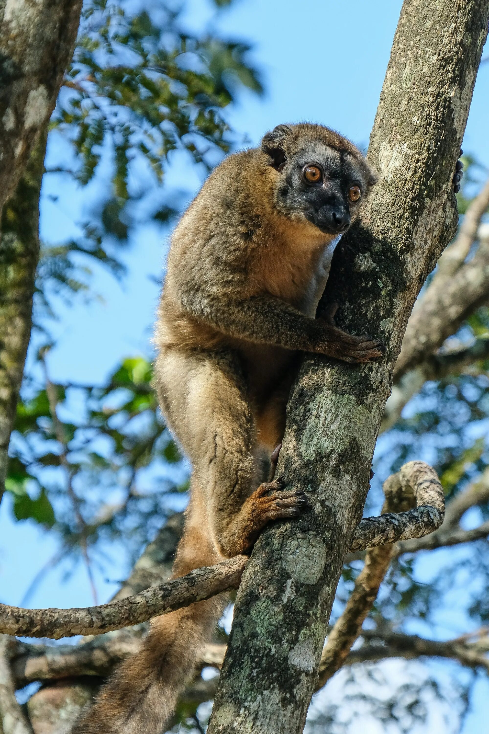 Картинки животных деревьев brown mammal on brown trunk photo - Free Animal Image on Unsplash