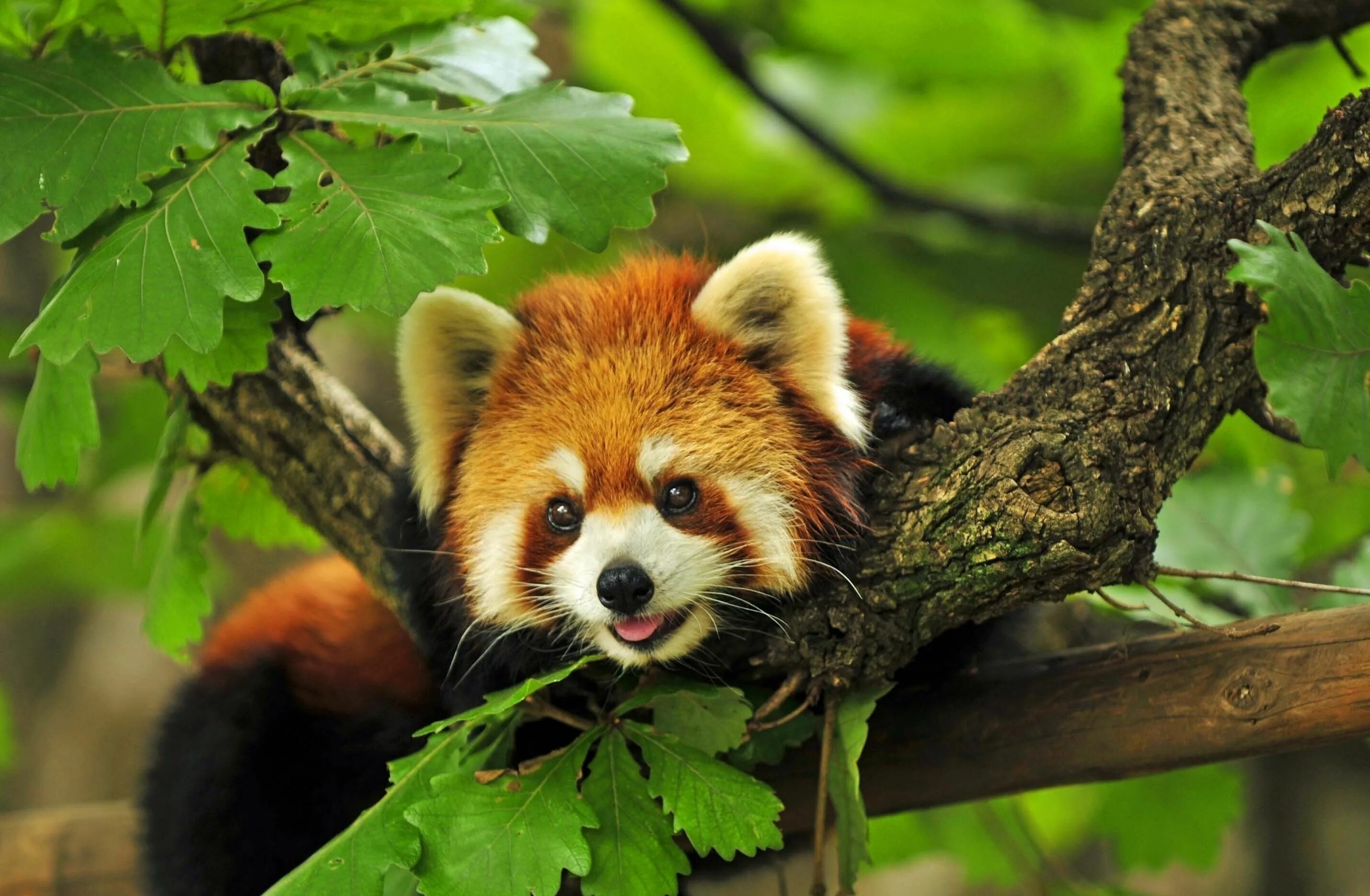 Картинки животных деревьев Firefox или Малая Панда Red panda cute, Red panda, Animals beautiful