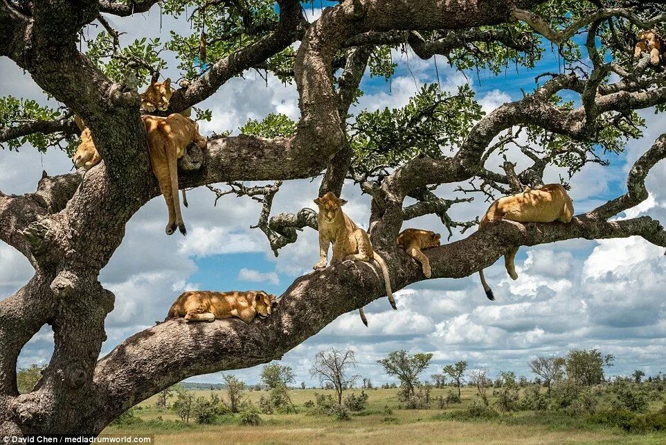 Картинки животных деревьев Just lion around! Lazy pride takes a snooze up a tree in Tanzania Nature animals