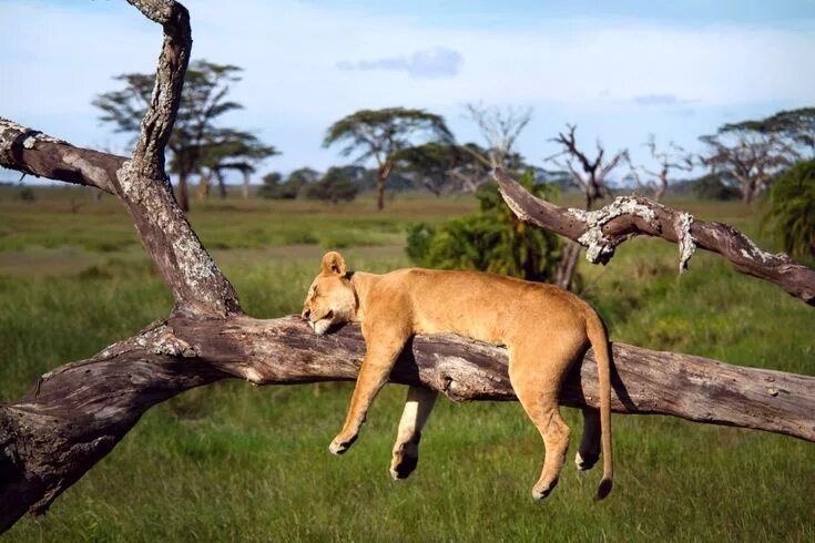 Картинки животных деревьев Похожее изображение Serengeti national park, Serengeti, Cat nap