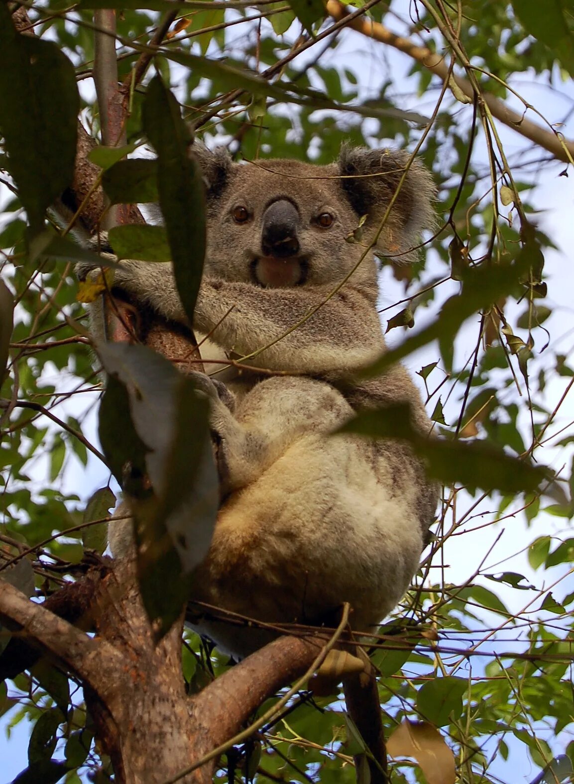 Картинки животных деревьев File:Koala eucalyptus.JPG - Wikimedia Commons