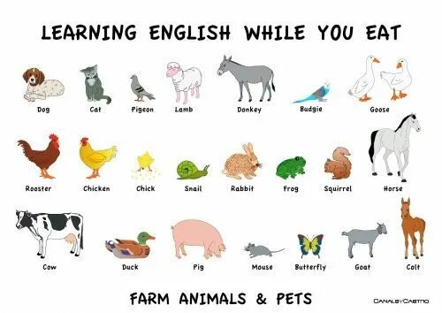 Картинки животных для английского языка Learn English with Farm Animals and Pets