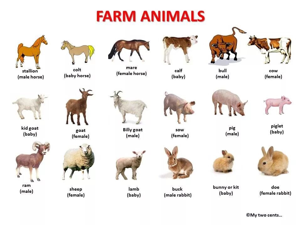 Картинки животных для английского языка Animals Farm animals pictures, Animals name in english, Farm animals