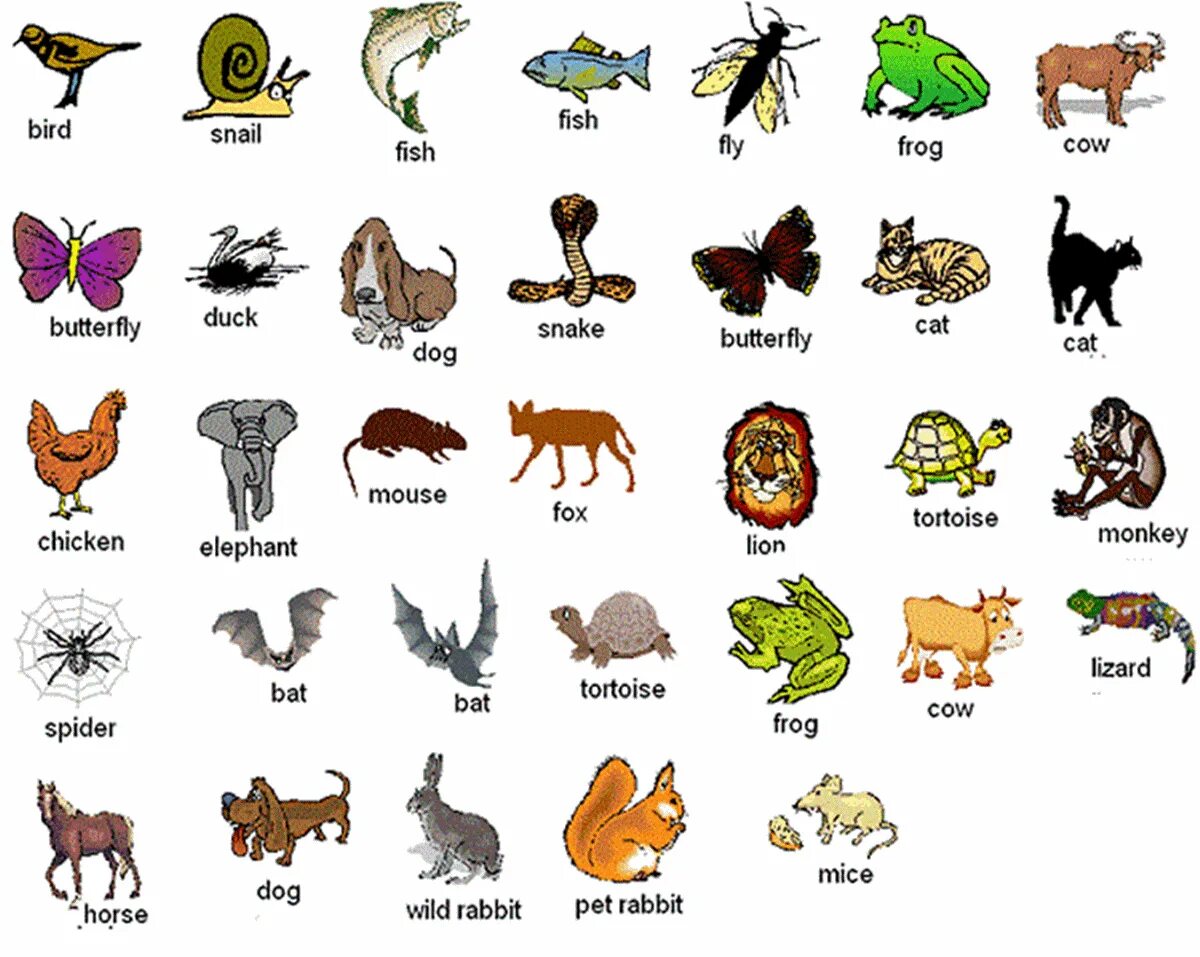 Картинки животных для английского языка Animals in English Animals name in english, Learn english, English vocabulary