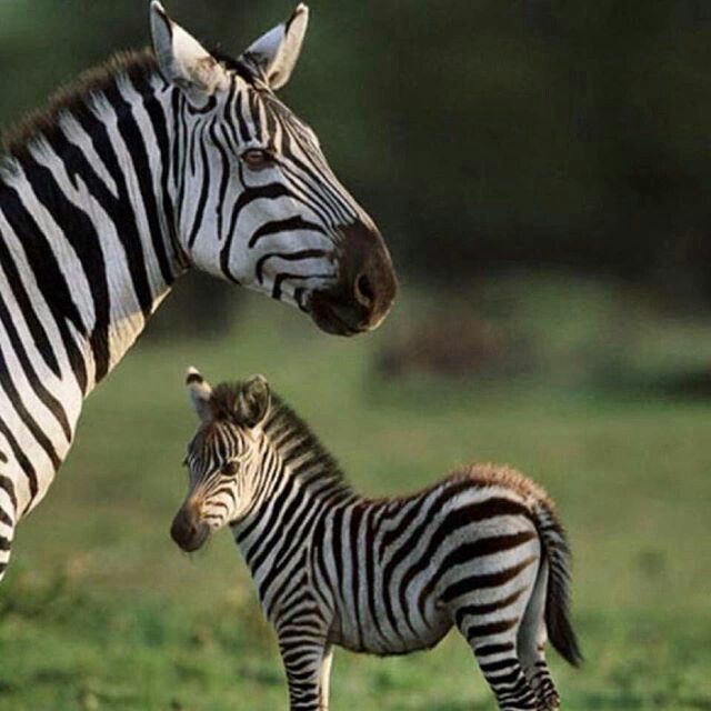 Картинки животных для детей фото Pin by ❇ KRIKA ❇ on Animals Zebras, African animals, Cute animals