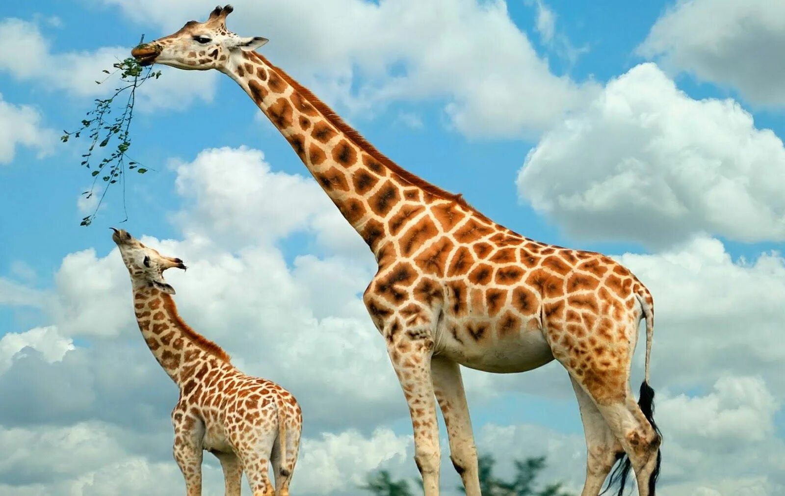 Картинки животных для детей фото Giraffe Achtergronden HD Wallpapers Giraffe pictures, Giraffe images, Giraffe