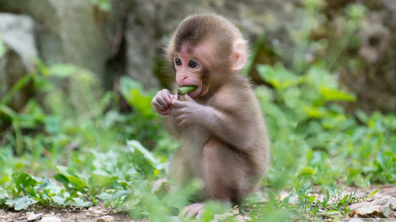 Картинки животных для детей фото Baby Macaque Monkey Ultra HD Desktop Background Wallpaper for 4K UHD TV : Widesc