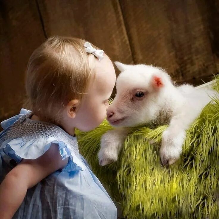 Картинки животных для детей фото Cartes Postales ANIMAUX Divers 4 Baby animal videos, Baby animals, Cute baby ani
