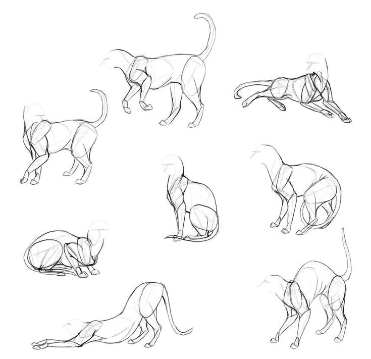 Картинки животных для начинающих Pin by pick weak on chat Cat drawing tutorial, Cat anatomy, Cat drawing