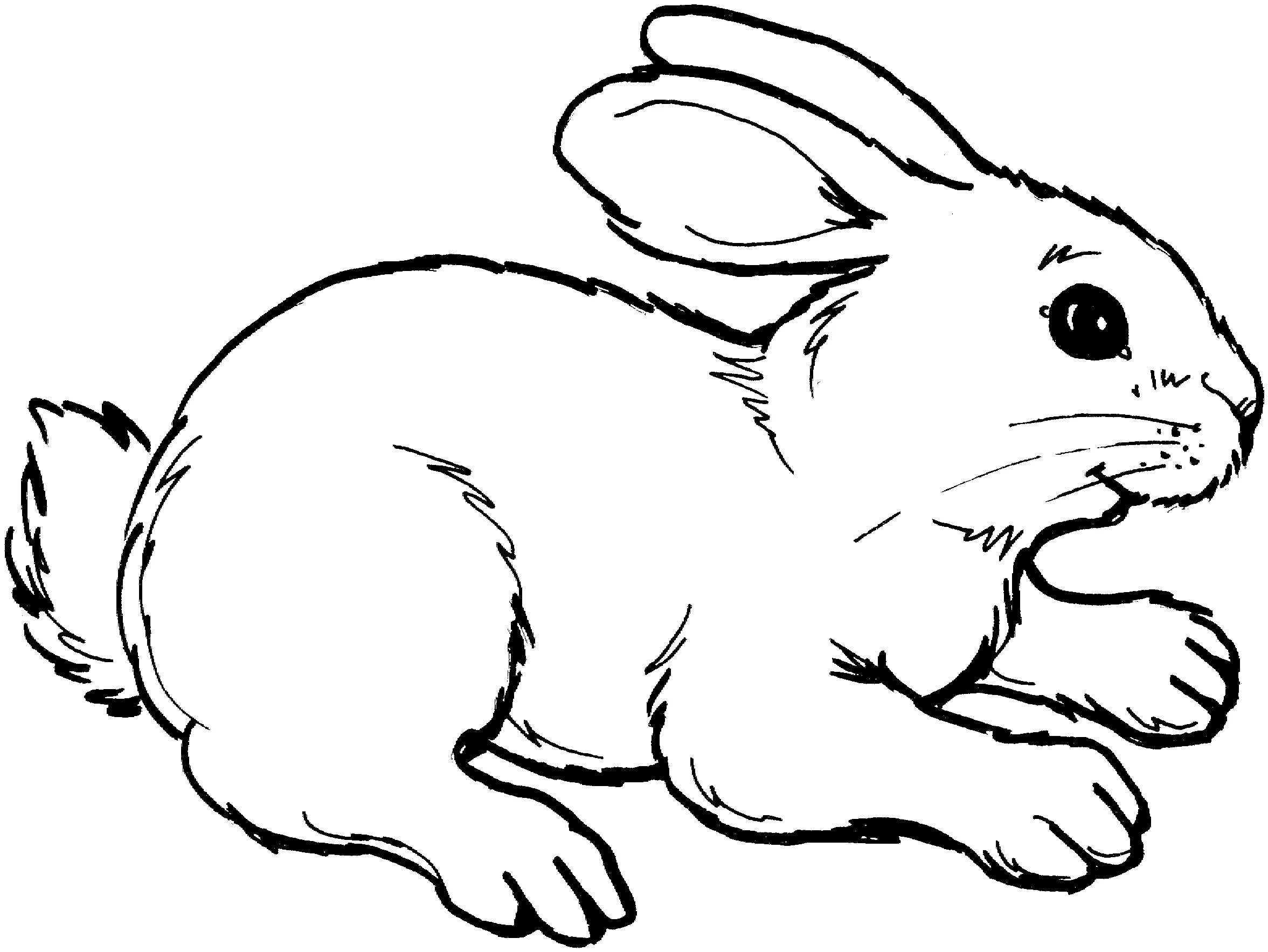 Картинки животных для разукрашивания Free Rabbit Coloring Pages Bunny coloring pages, Rabbit pictures, Animal colorin