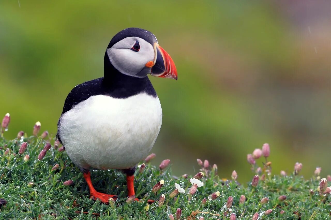 Картинки животных и птиц Please enter the password: Most beautiful birds, Beautiful birds, Puffins bird