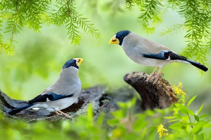Картинки животных и птиц ～ When I Look At You ～ Pet birds, Nature tour, Animals
