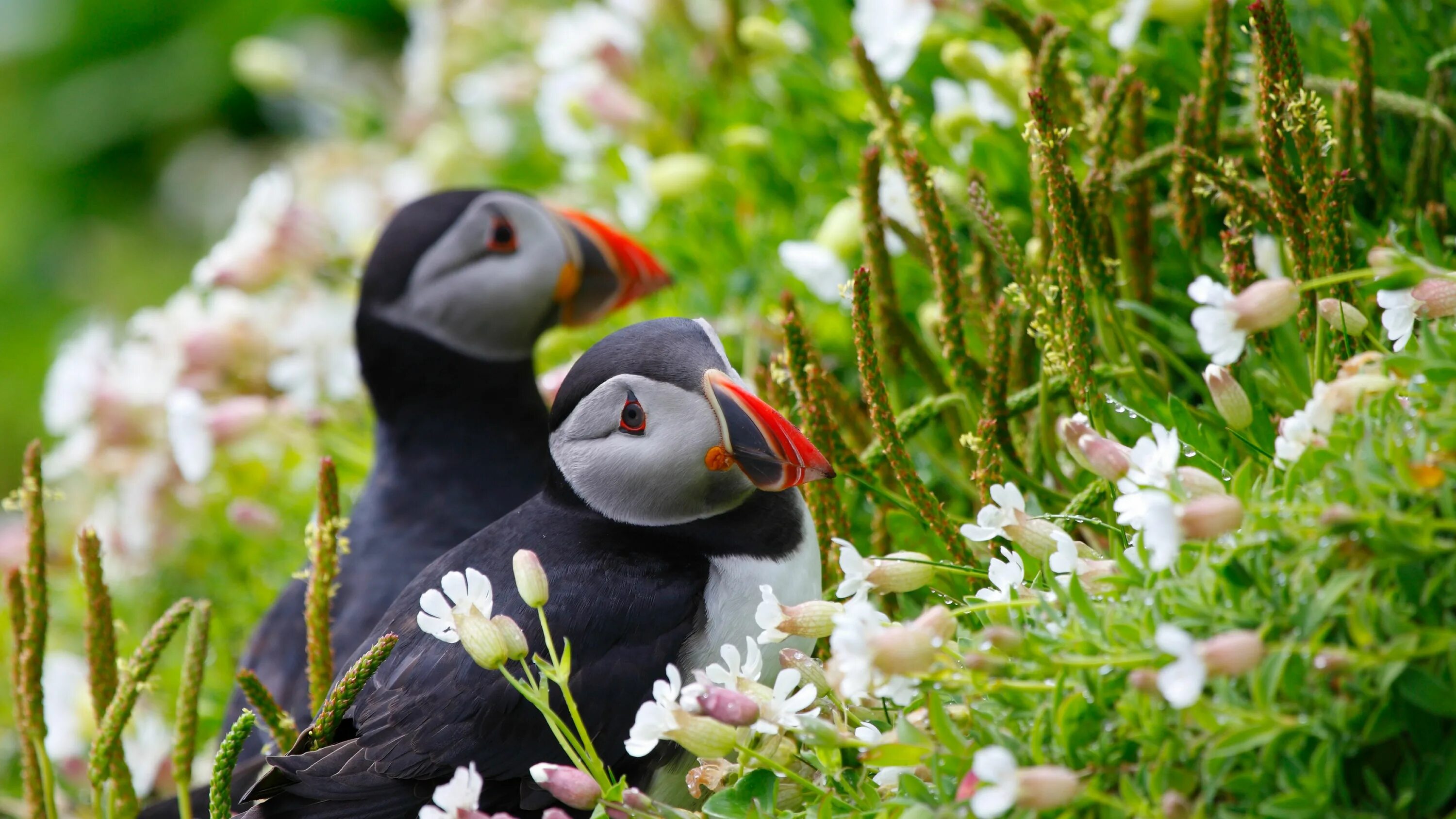 Картинки животных и птиц Download wallpaper 3840x2160 puffin, couple, flowers, dew, ears, grass, look 4k 