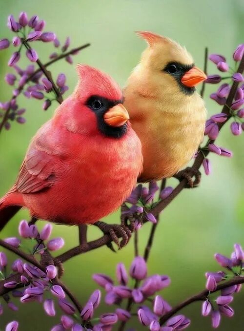 Картинки животных и птиц seasonalwonderment Beautiful birds, Wild birds, Pet birds