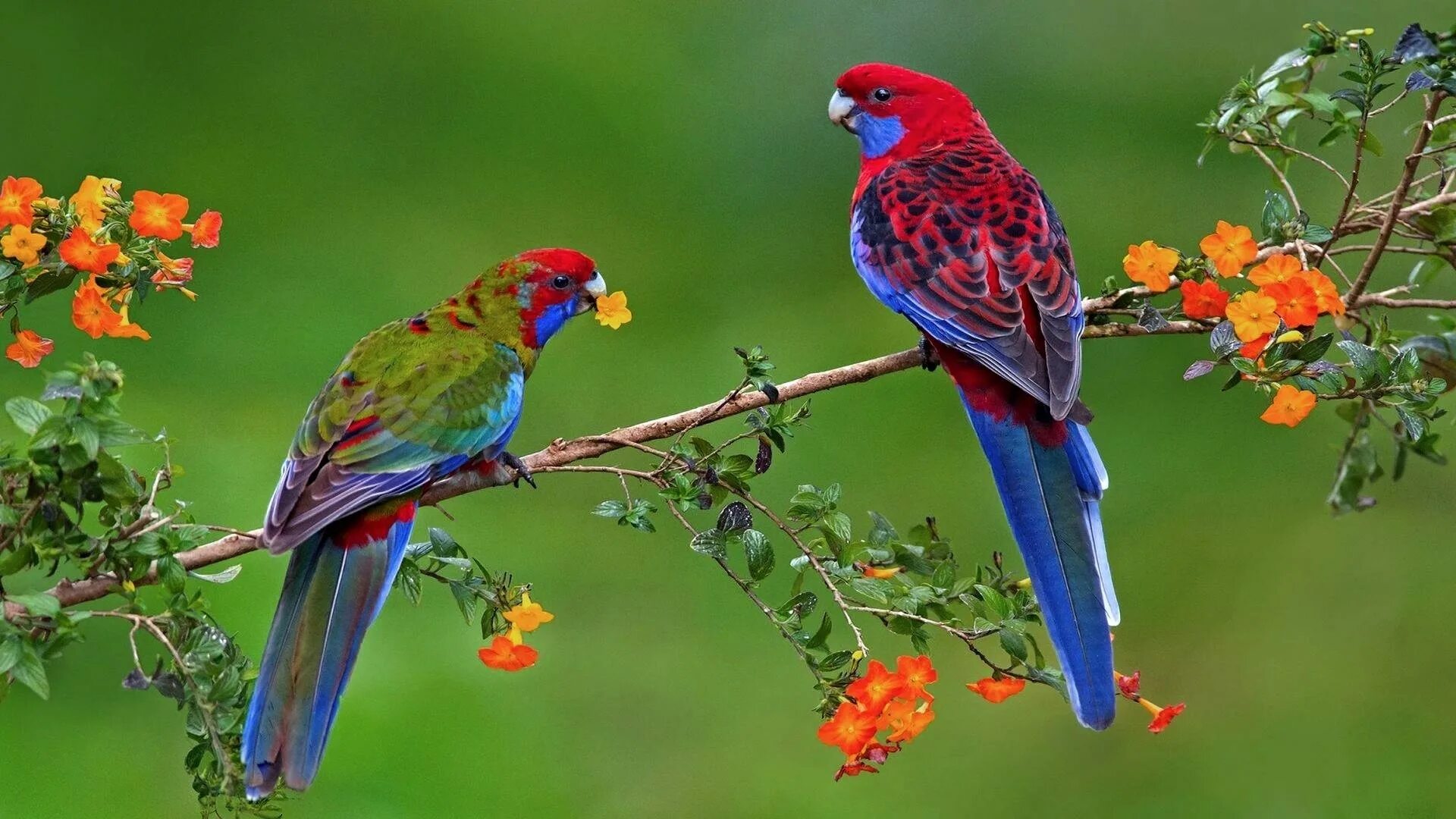 Картинки животных и птиц Colourful bird Wallpapers - KDE Store
