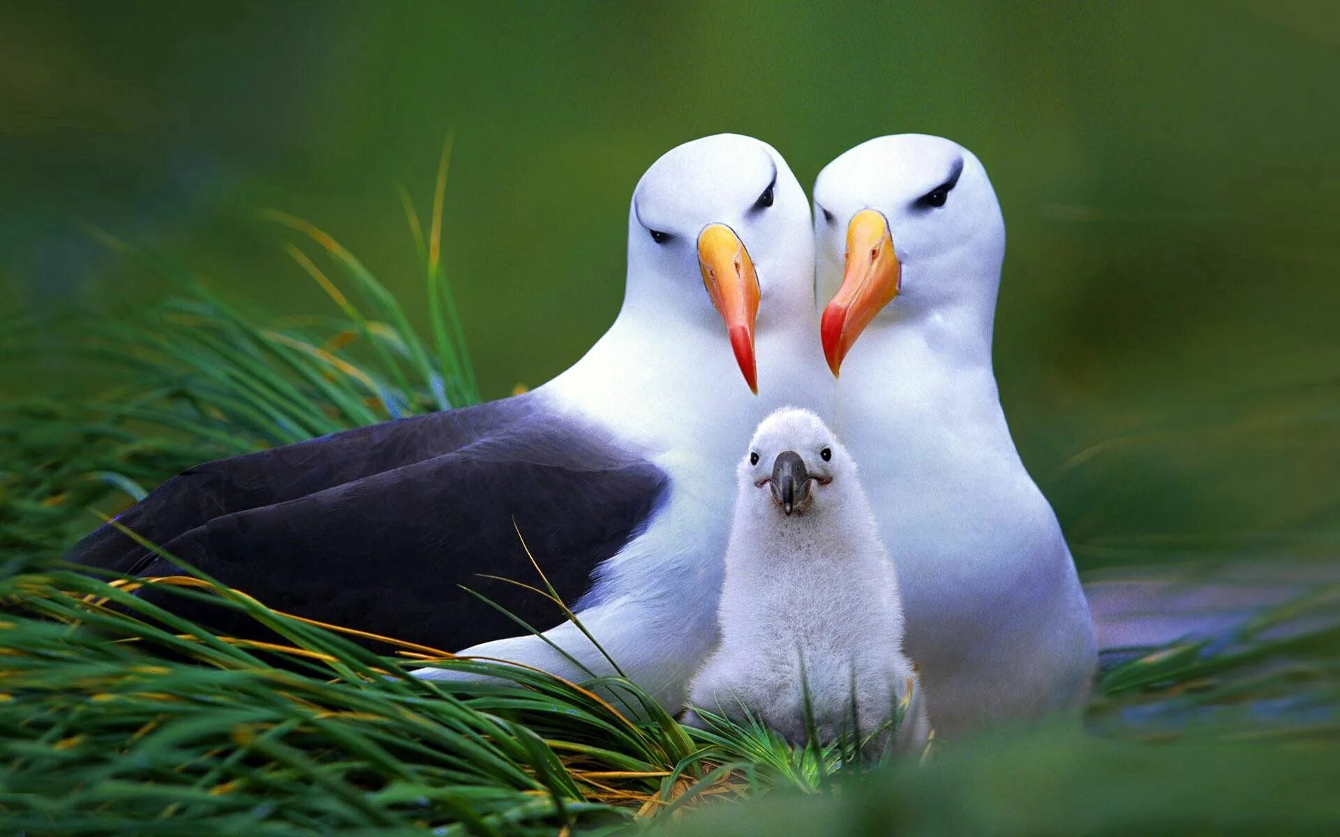 Картинки животных и птиц Download wallpaper 1920x1200 bird, nest, nestling, beak hd background